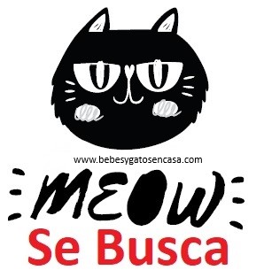 ¿Cómo buscar un gato perdido?